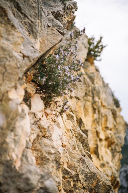 Foto pedra com flores da floresta