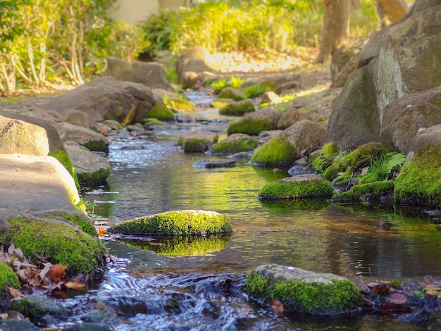 Pedra de musgo natural rocha no rio que flui