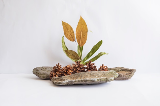 Pedra do rio, folhas secas com flor de pinheiro em fundo branco, adequado para fundo de apresentação de produto, exibição e simulação.