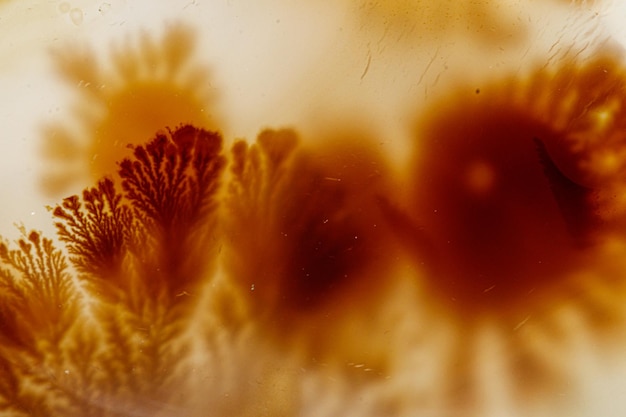 Pedra mineral macro Agata muschiata em um fundo branco fechado