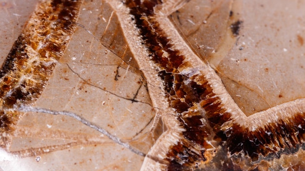 Pedra mineral macro Simbirzit e Septaria no fundo branco