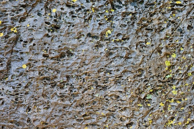 Pedra molhada e selvagem de textura