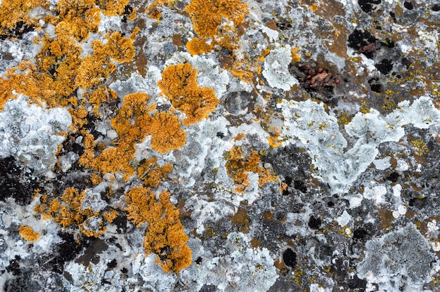 Pedra na natureza com um belo padrão