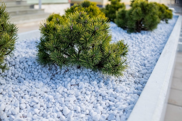 Pedra ornamental de coníferas em paisagismo Diferentes tipos de pinheiros e abetos com agulhas de cores diferentesCultivar pinho anão da montanha no jardim rochoso