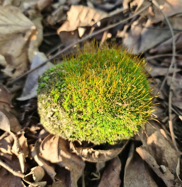 Pedra padrão