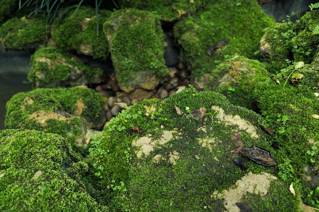 Pedras de cobertura de musgo verde e no chão da floresta