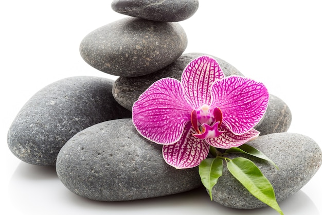 Pedras de massagem de spa e orquídea isoladas no fundo branco.