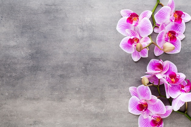 Foto pedras de orquídea e spa em um fundo de pedra. spa e cena de bem-estar.