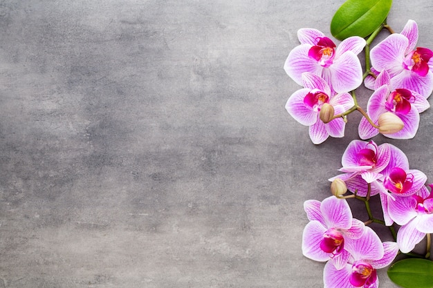 Foto pedras de orquídea e spa em um fundo de pedra. spa e cena de bem-estar.