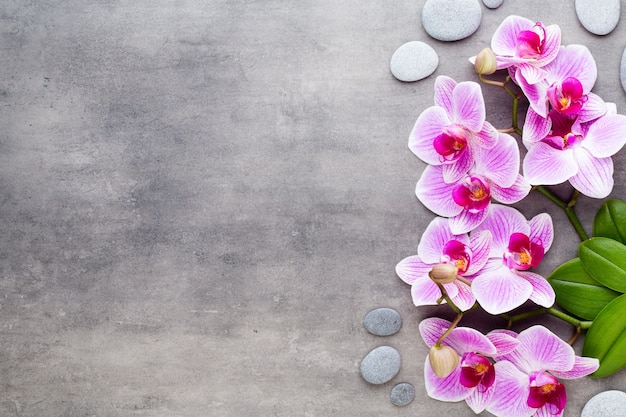 Pedras de orquídea e spa em um fundo de pedra.