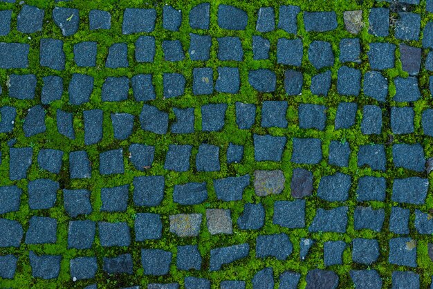 Pedras de pavimentação com musgo crescendo entre pedras à luz do sol com sombras