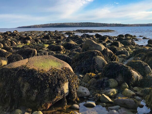 Foto pedras e algas na costa de um corpo de água
