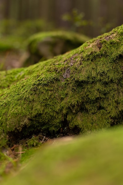 pedras e árvores na floresta cobertas de musgo. floresta de fadas