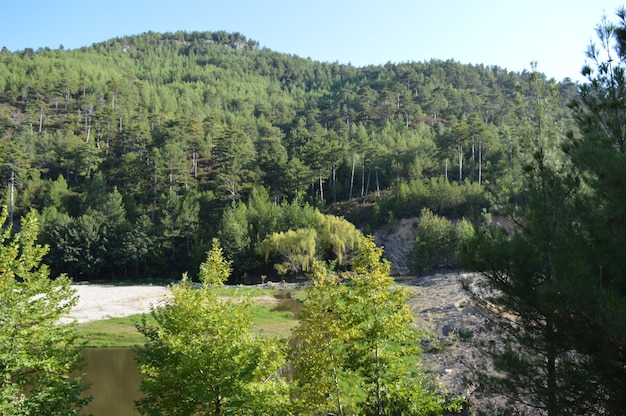 Pedras em uma floresta de abetos nas montanhas