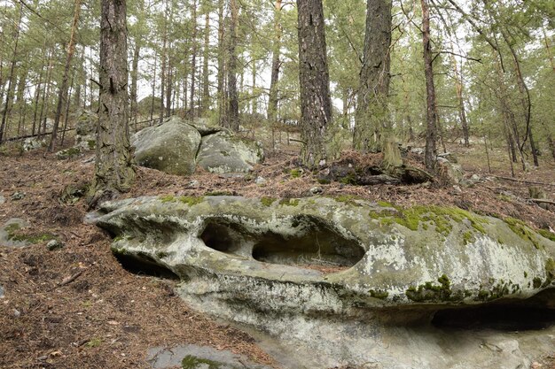 Pedras enormes em uma floresta de pinheiros primavera Aldeia de Skripino Ulyanovsk Rússia a pedra na floresta Skrzypinski Kuchury