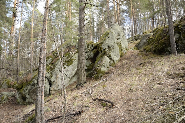 Pedras enormes em uma floresta de pinheiros primavera Aldeia de Skripino Ulyanovsk Rússia a pedra na floresta Skrzypinski Kuchury