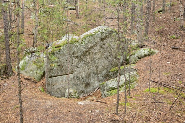 Pedras enormes em uma floresta de pinheiros primavera Aldeia de Skripino Ulyanovsk Rússia a pedra na floresta Skrzypinski Kuchury