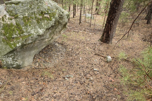 Pedras enormes em uma floresta de pinheiros primavera Aldeia de Skripino Ulyanovsk Rússia a pedra na floresta Skrzypinski Kuchury