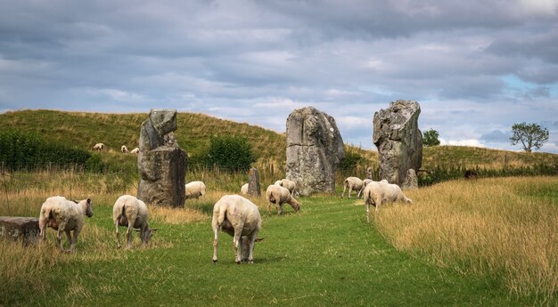 Pedras eretas do círculo histórico em avebury. ovelhas podem ser vistas pastando entre as rochas.