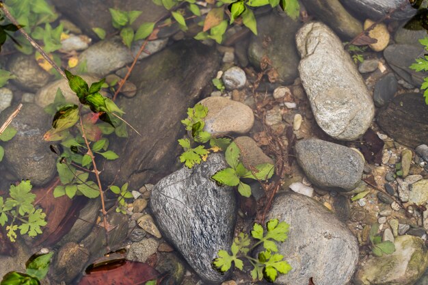 Pedras na água com plantas verdes, fundo abstrato, fotografia