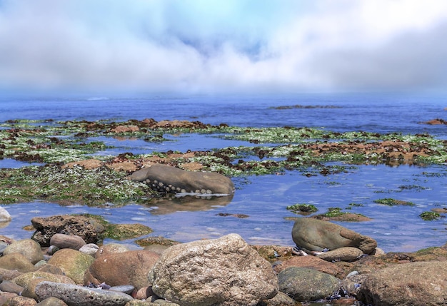 Pedras no oceano atlântico Vista de uma costa rochosa ao anoitecer