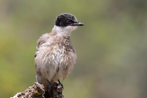 Pega-azul Cyanopica cyanus Córdoba Espanha