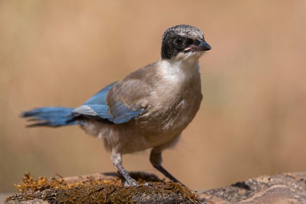 Pega-azul Cyanopica cyanus Córdoba Espanha