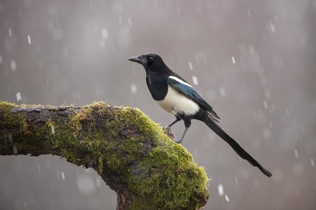 Pega da eurásia no inverno