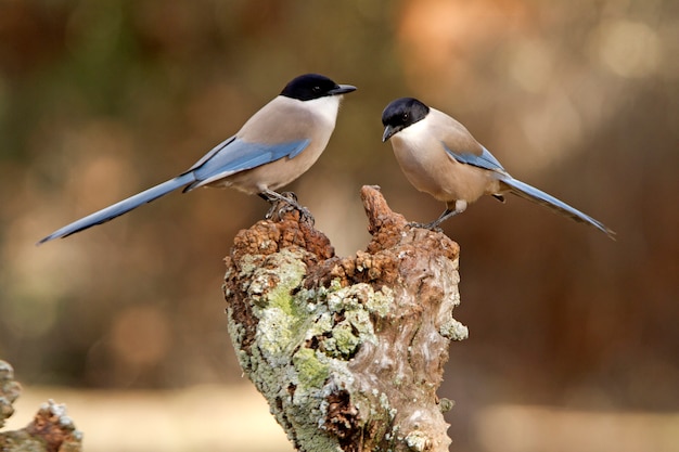 Pega-de-asa-azul, pássaros, corvidae, azul, pega, pássaros, Cyanopica cyanus