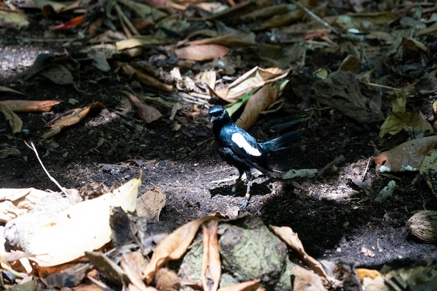 Foto pega endêmica robin pássaro primo ilha seychelles