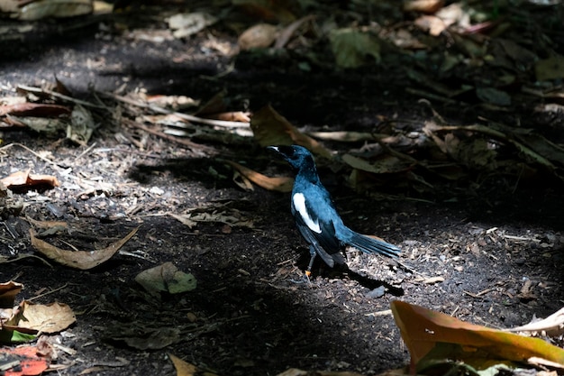 Foto pega endêmica robin pássaro primo ilha seychelles