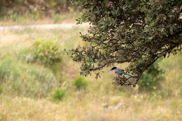 Pega ibérica ou Cyanopica cooki é um pássaro da família dos corvos Pássaro no tronco contra um fundo brilhante na Extremadura Espanha Cena de vida selvagem da natureza na Europa