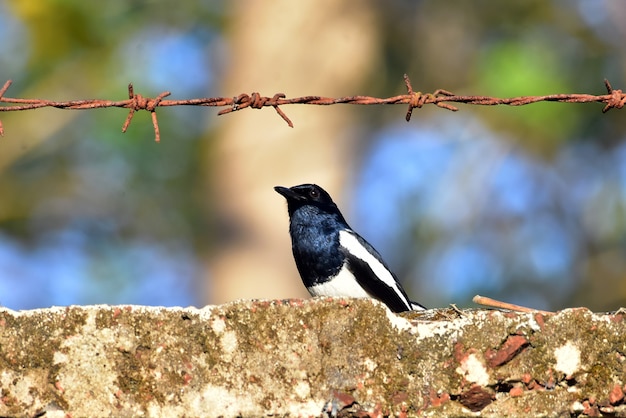 Pega-robin oriental na parede