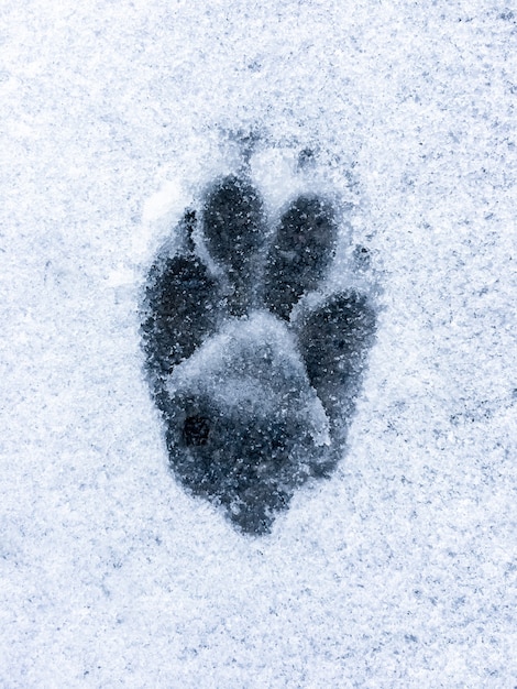 Pegada de lobo ou cachorro na neve