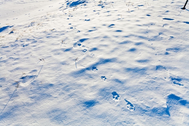 Pegadas de animais na neve