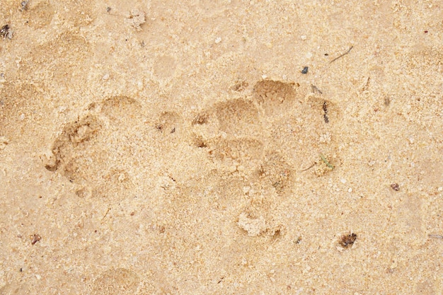 Pegadas de cachorro na areia