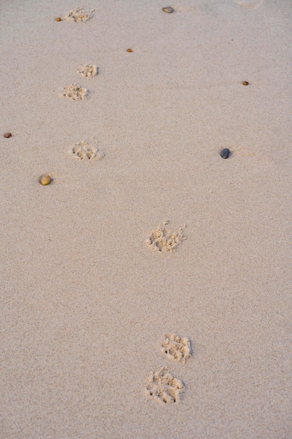 Foto pegadas de cachorro na praia