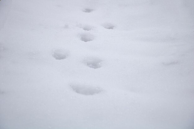 Pegadas de cachorro no conceito de inverno de neve