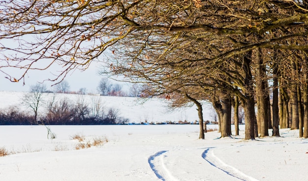 Pegadas de carro na neve nos arredores da floresta_