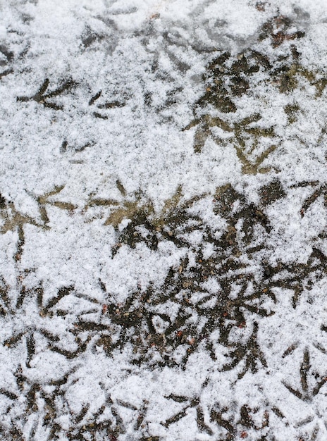 Pegadas de pássaros na neve As pegadas pertencem à pomba Pássaros famintos caminham na neve em busca de comida