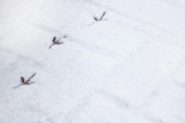 Pegadas de pássaros na neve branca fecham