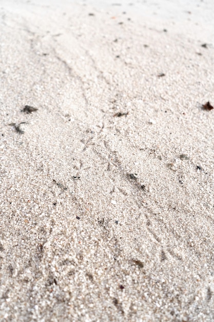 Pegadas na areia. O pássaro caminhou pela praia.