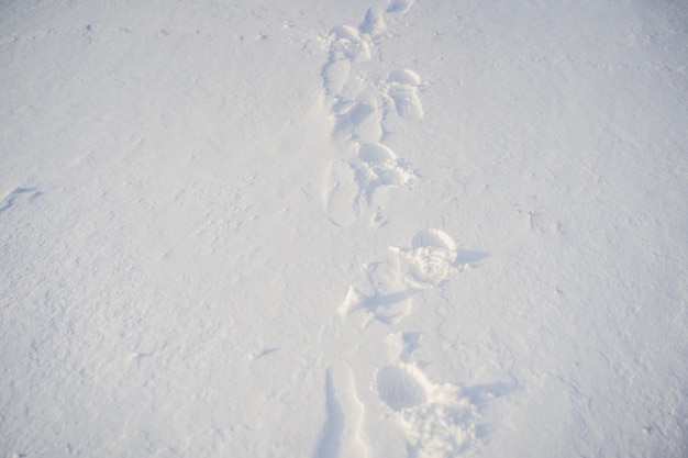 Pegadas na neve. fundo de neve de inverno