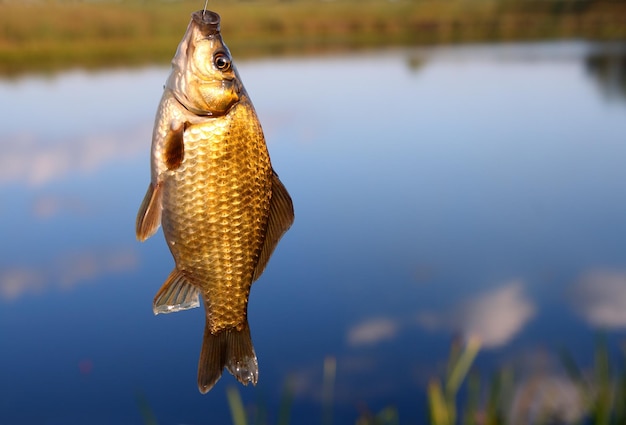 Pegando crucian no fundo do lago