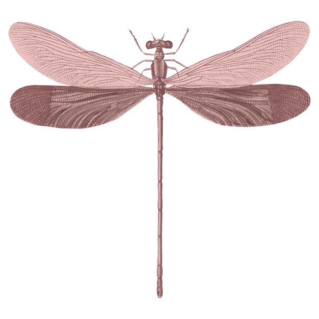 Pegatina de insecto png de libélula rosada con fondo transparente