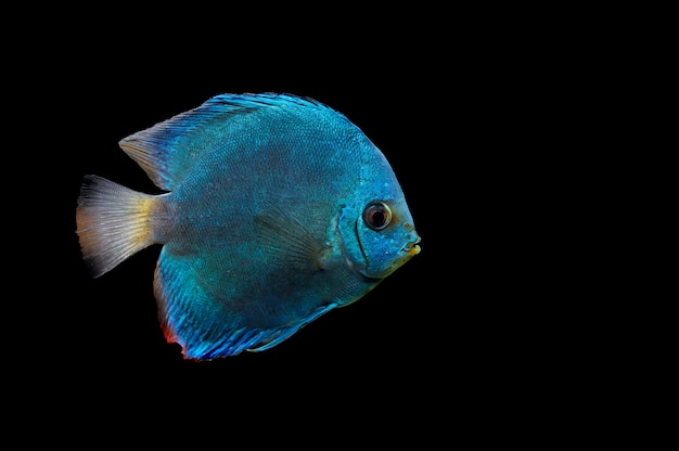 Pegue o peixe azul em fundo escuro