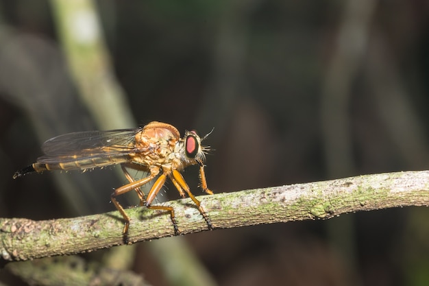 Pegue um tiro mais perto robberfly