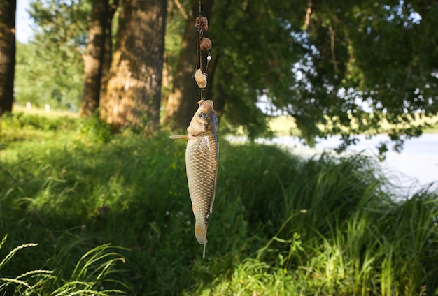 Peguei peixes na natureza. Passatempo de pesca. Grama verde e árvores ao ar livre.