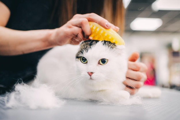 peinando a un gato