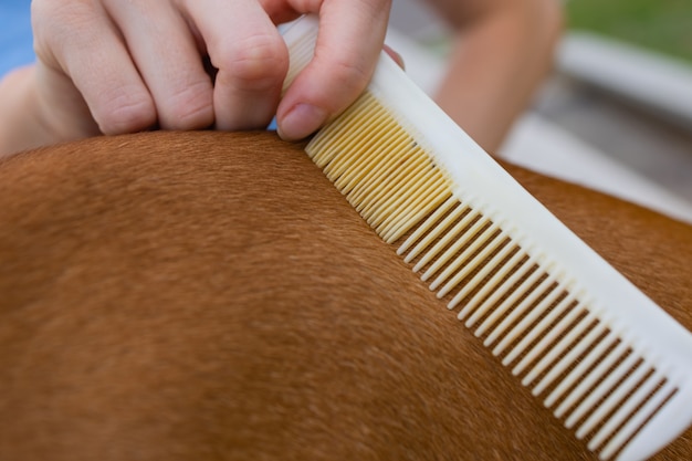 Foto peinando a su perro basenji care for dog hair